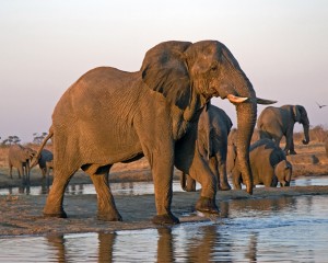 Elephant 036