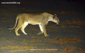 1-pre-darting-visit-by-lioness