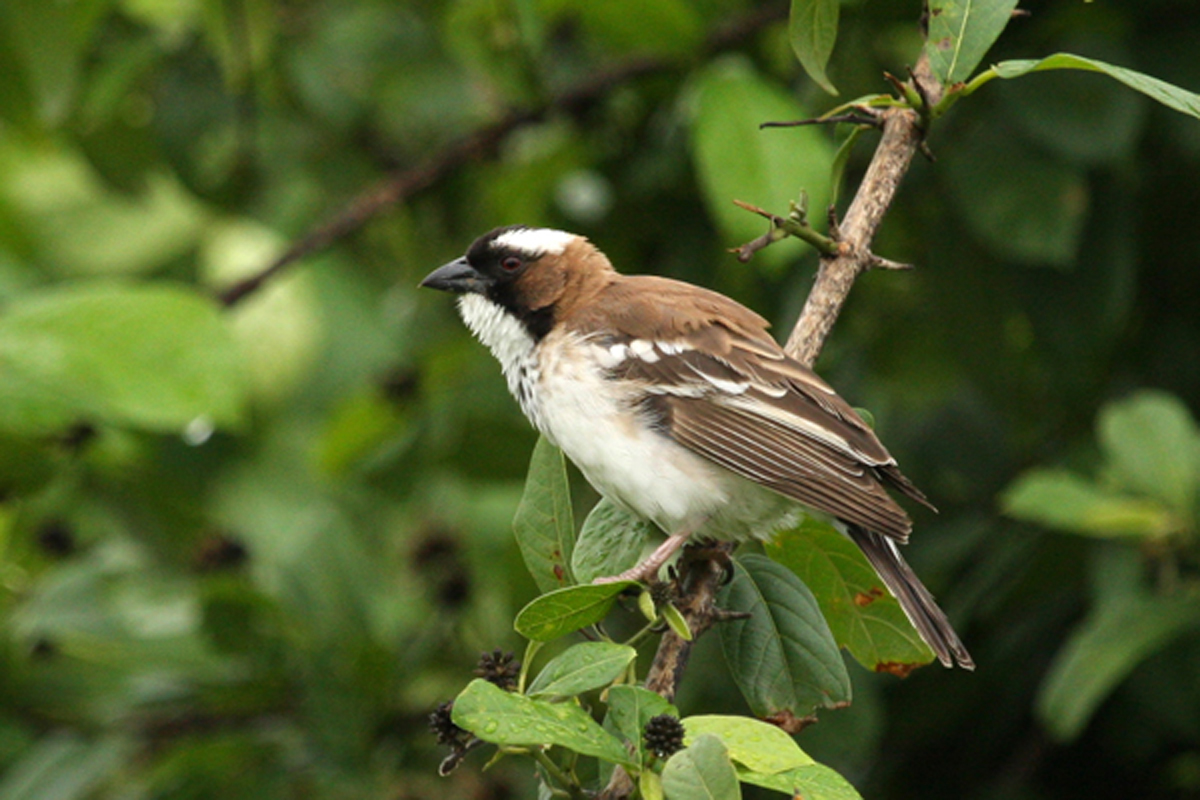 White-browed Sparrow-weaver 001 – Friends of Hwange Trust