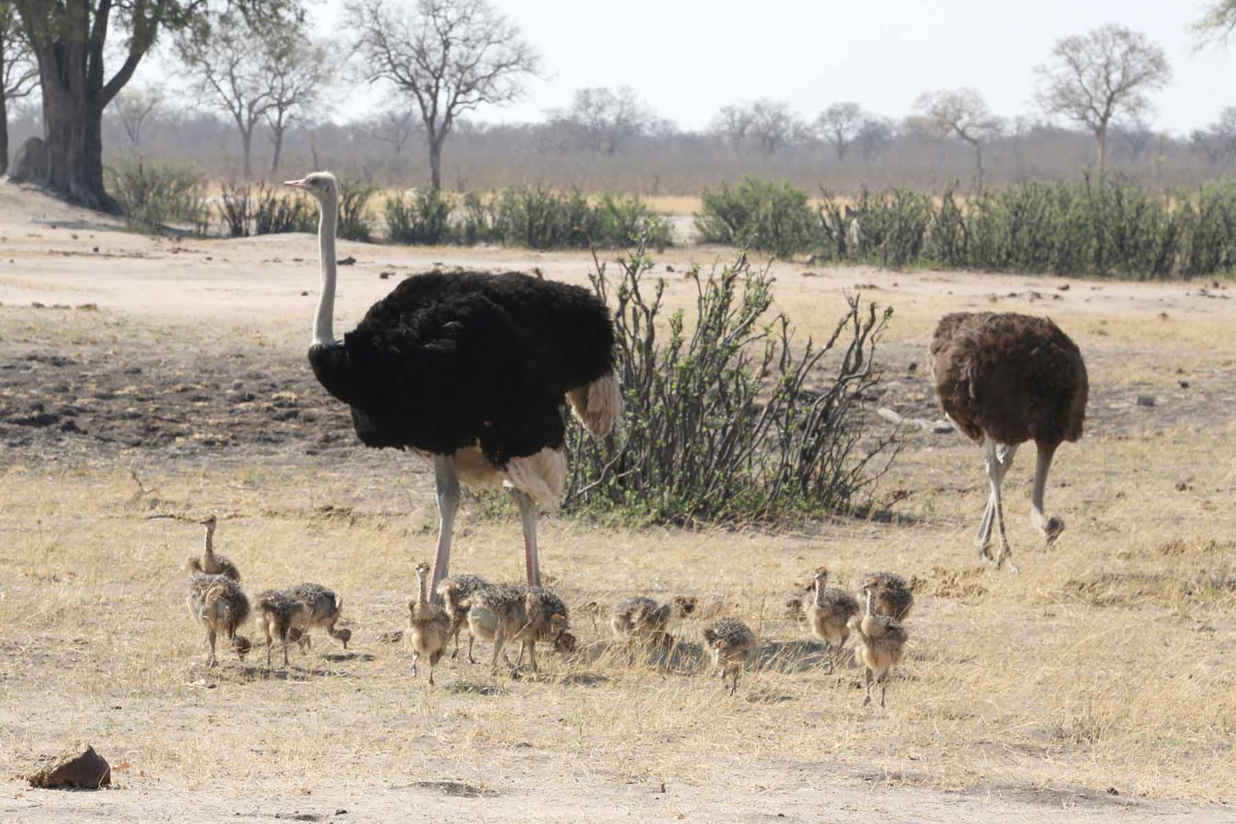 ostrich predators