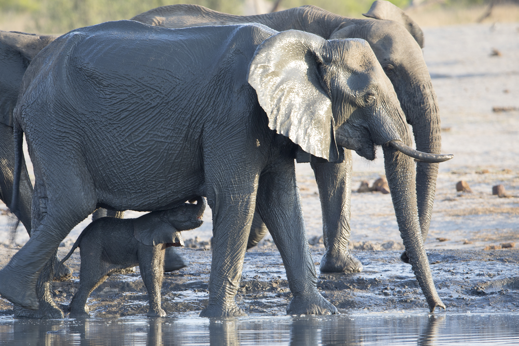 Reflections on the drought Friends of Hwange Trust Biology Diagrams