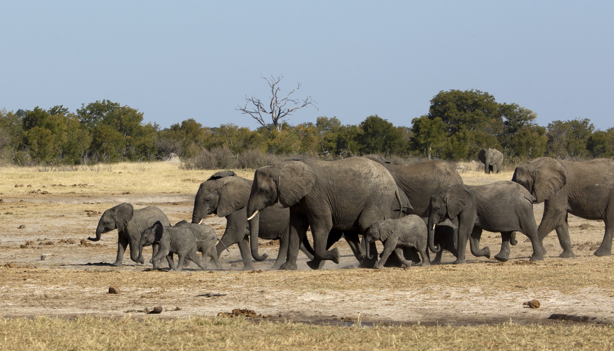 Year-end Summary 2020 – Friends of Hwange Trust