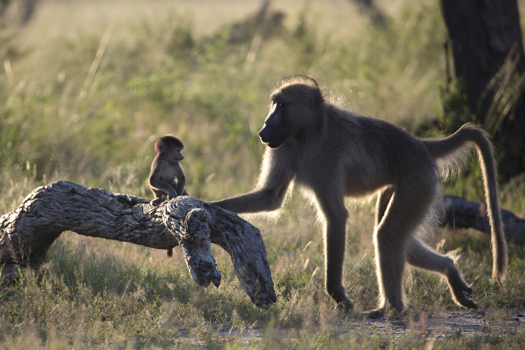 Baboon – Friends Of Hwange Trust