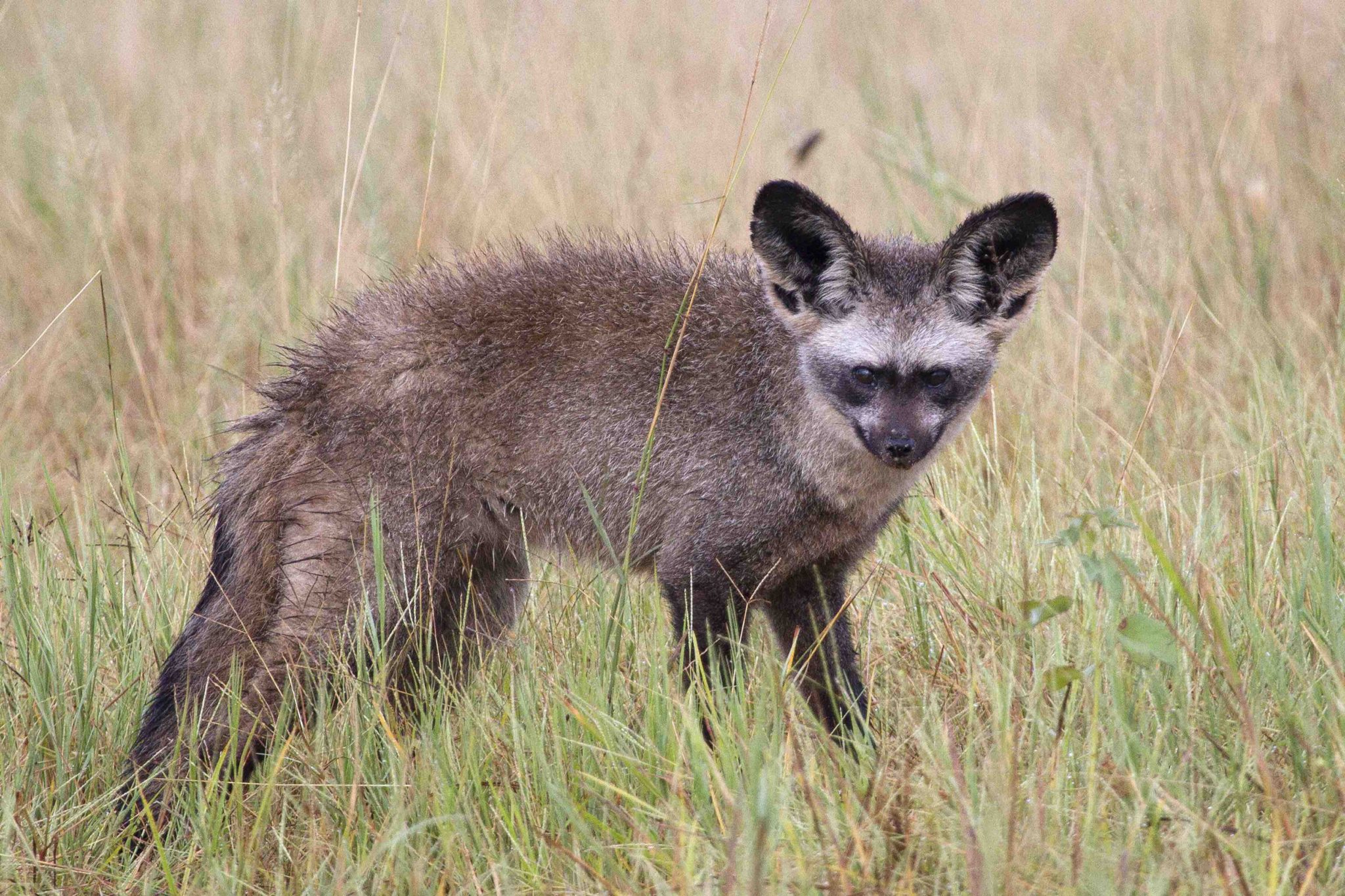 bat-eared-fox-friends-of-hwange-trust