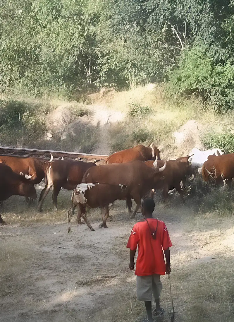 Cattle Encroachment-1
