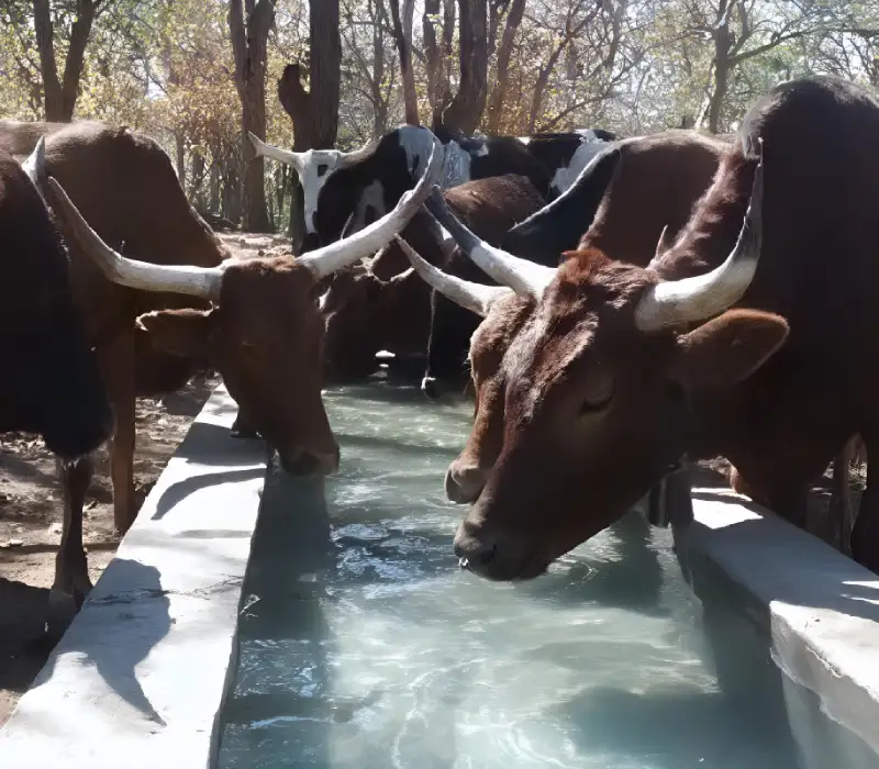 Community Cattle trough complete-1