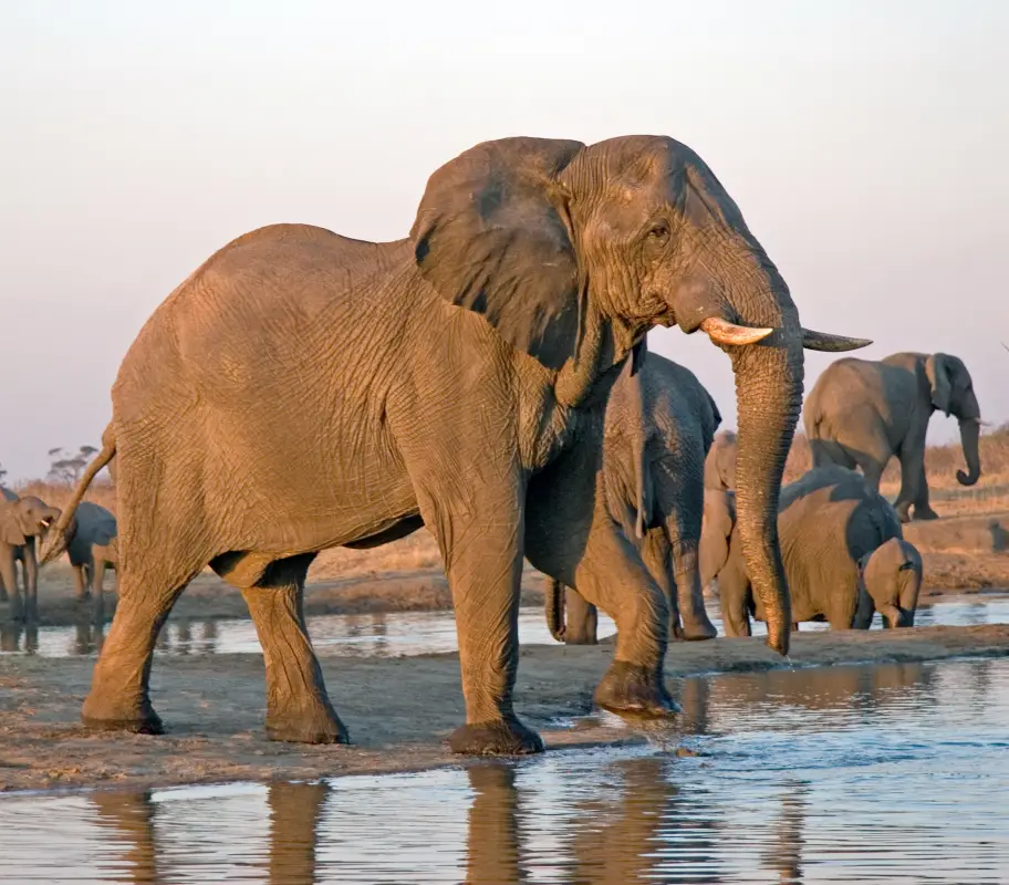Elephant 036 copy