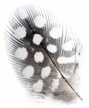 Feather white background
