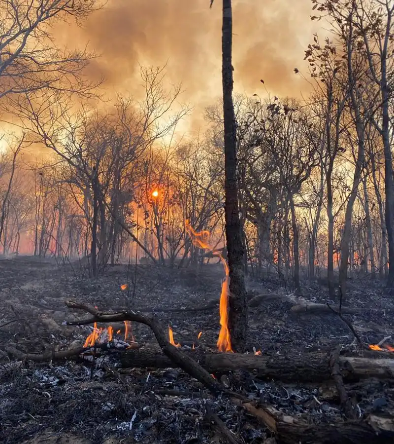 Forest Fire