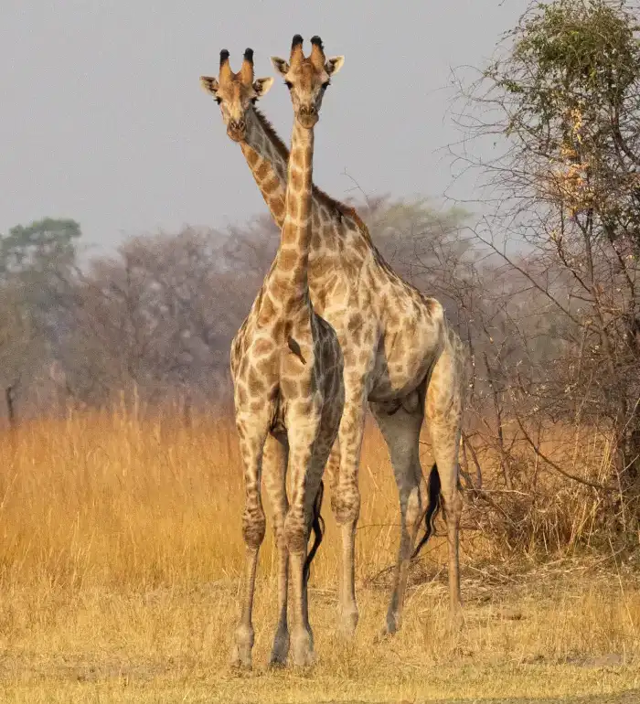 Giraffe Pair 2