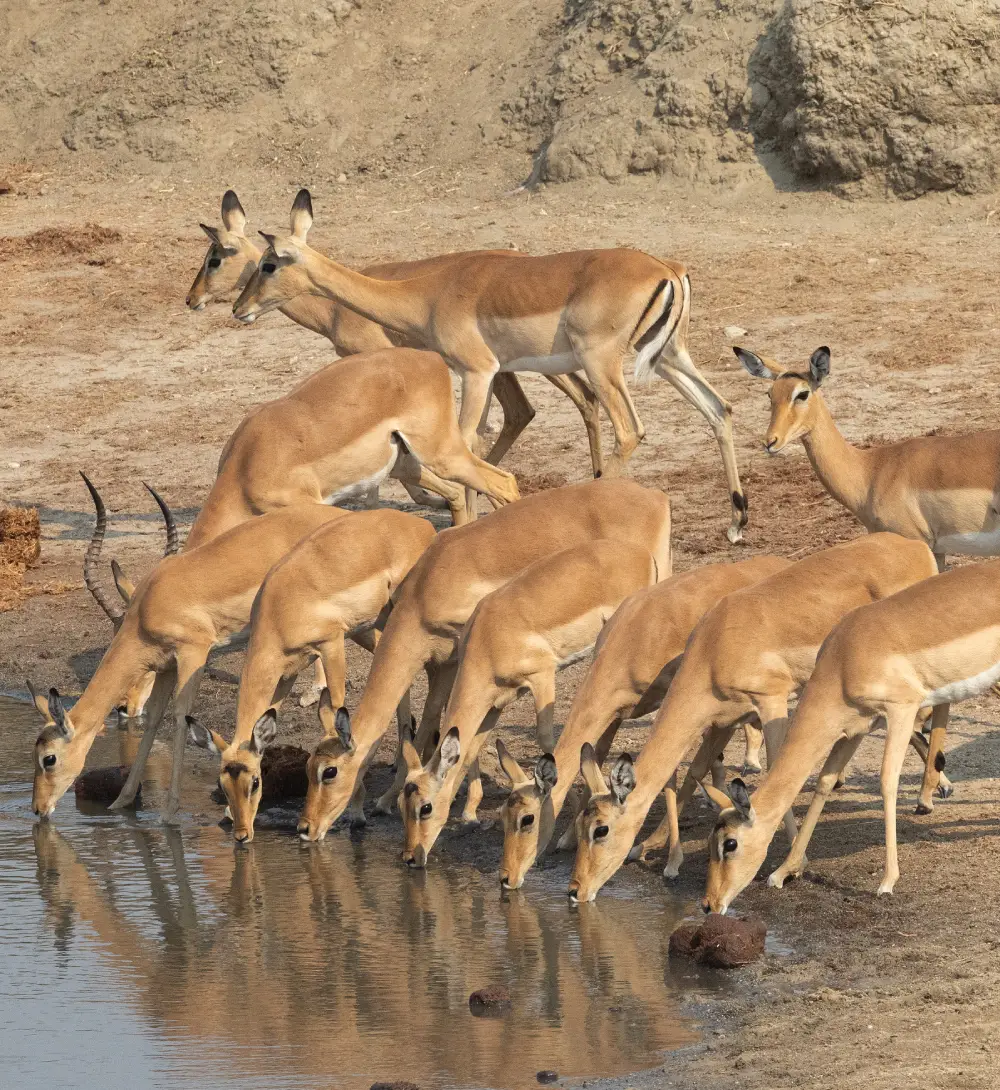 Impala at waterhole