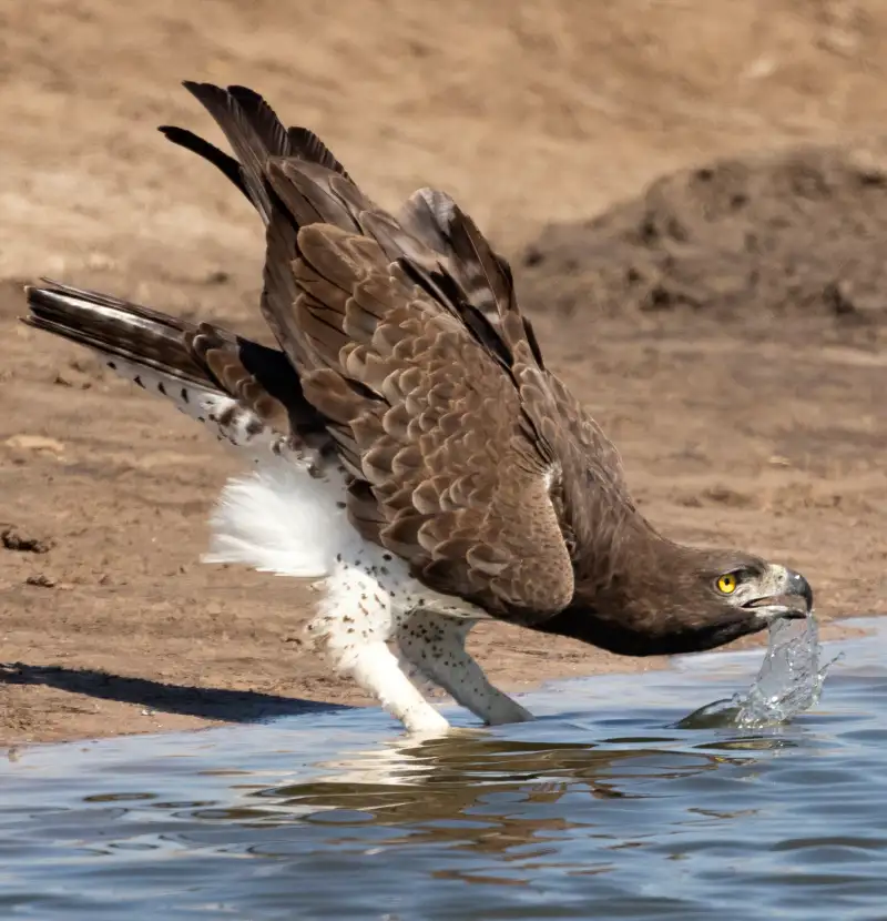 Martial Eagle