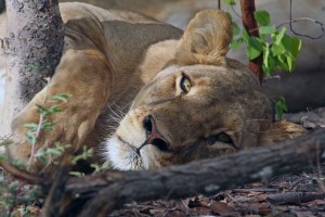 Lion 026