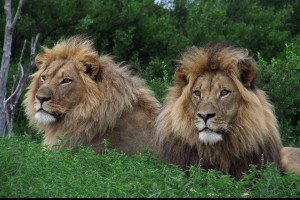 Lion 035