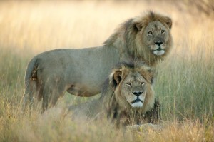 Cecil and Jericho