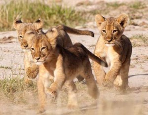 Lion-1838 copyc