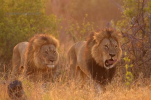 Lion-947 copy
