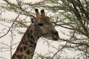 IMG_1986r