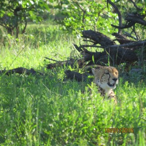 Jen, Cheetah in the grass