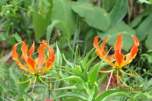 Jen Flame Lily