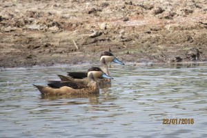 Jen Hottentot Teal at Dopi