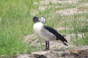  Knob billed duck