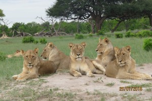 Young pride at Ngweshla