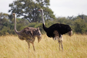 Ostrich 006