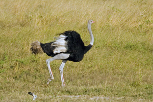 Ostrich 009