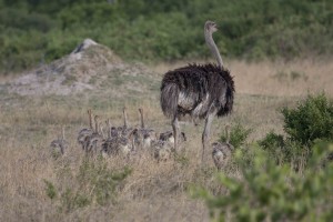 Ostrich 011