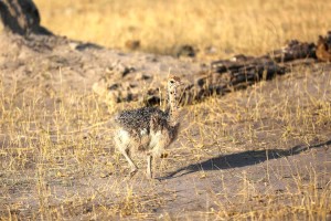 Ostrich 012