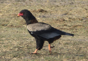 dq4c7756ac