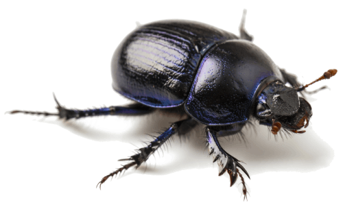 Dung Beetle