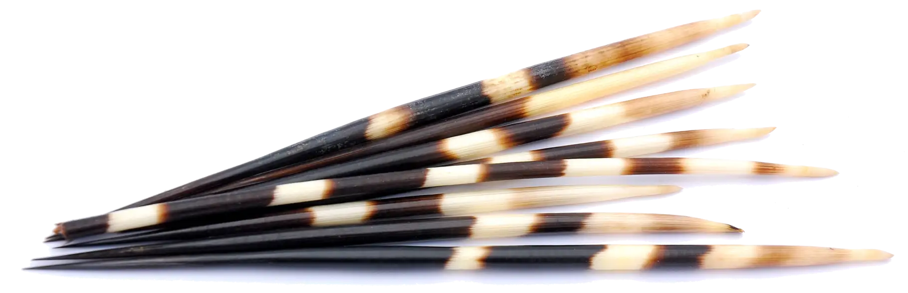 Quills