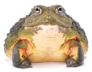 African Bullfrog Small