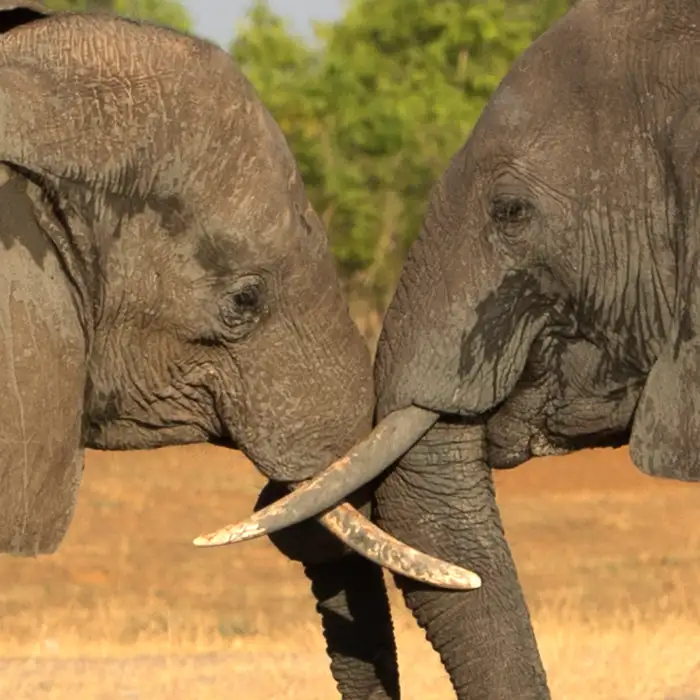 Elephants