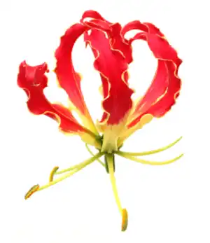 Flame Lily-1