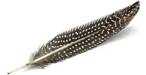 Guineafowl feather