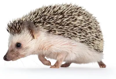 Hedgehog
