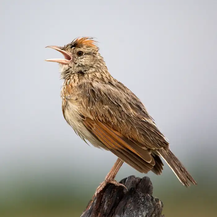 Lark Rufous-naped