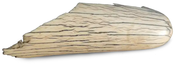 Tusk 01