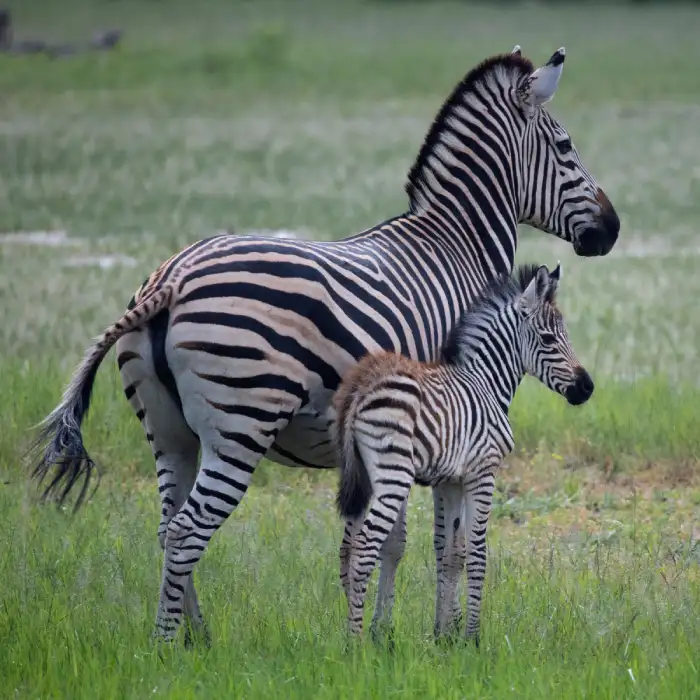 Zebras