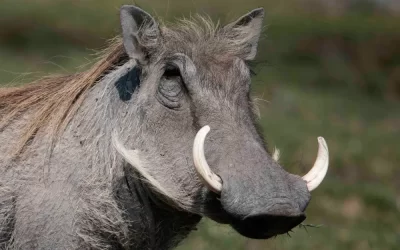 Rain and Rejuvenation